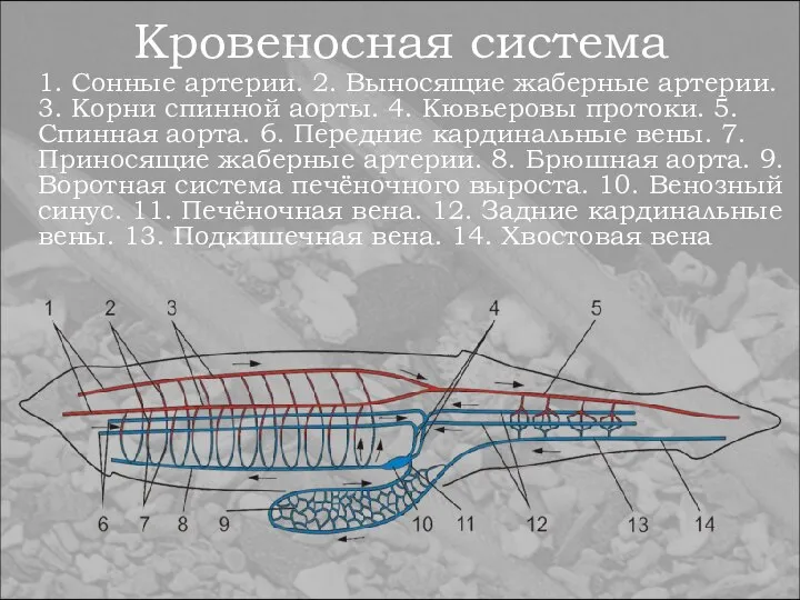 Кровеносная система 1. Сонные артерии. 2. Выносящие жаберные артерии. 3. Корни