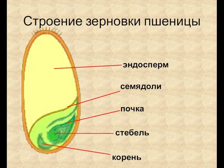 Строение зерновки пшеницы