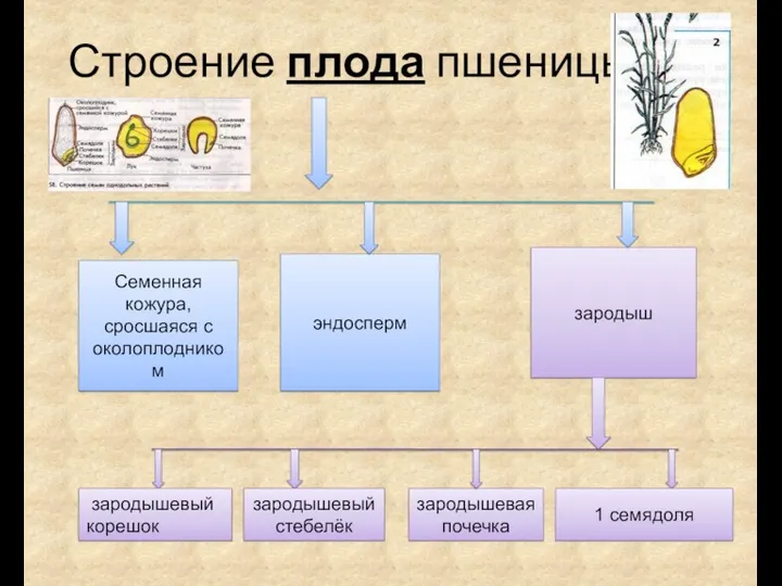 Строение плода пшеницы Семенная кожура, сросшаяся с околоплодником эндосперм зародыш зародышевый