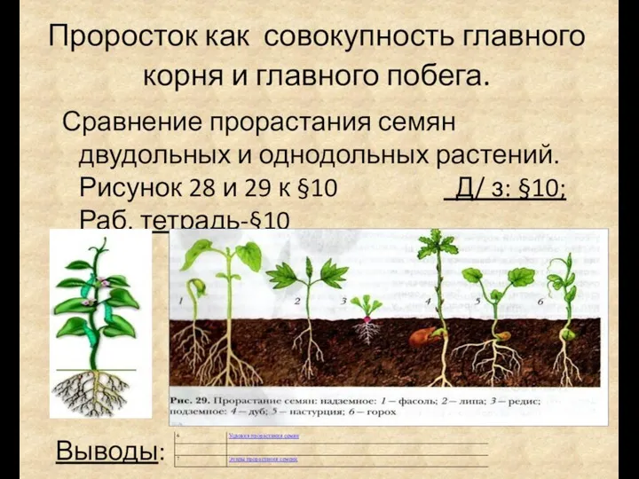 Проросток как совокупность главного корня и главного побега. Сравнение прорастания семян