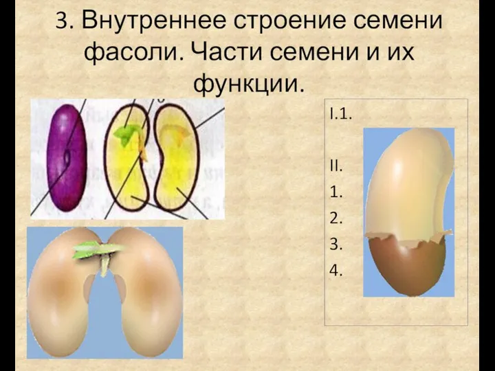 3. Внутреннее строение семени фасоли. Части семени и их функции. I.1. II. 1. 2. 3. 4.