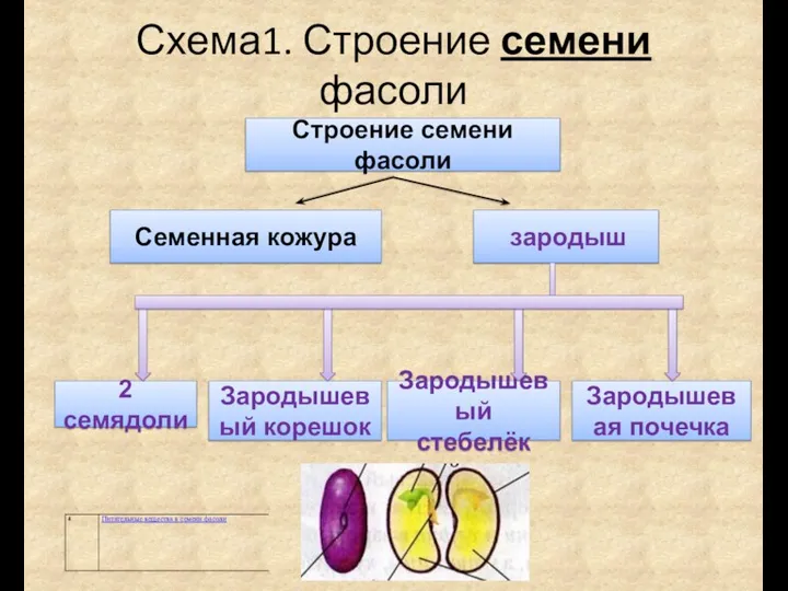 Схема1. Строение семени фасоли 2 семядоли Зародышевый корешок Зародышевый стебелёк Зародышевая