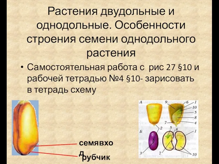 Растения двудольные и однодольные. Особенности строения семени однодольного растения Самостоятельная работа