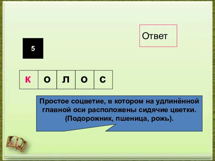 5 Простое соцветие, в котором на удлинённой главной оси расположены сидячие