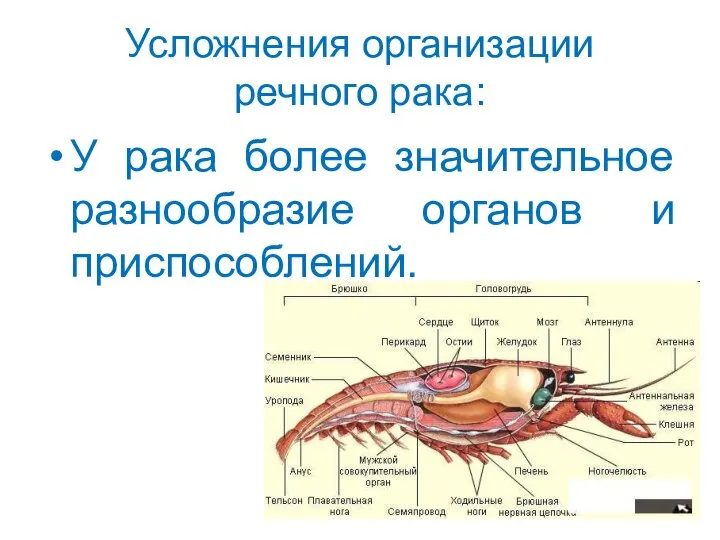 Усложнения организации речного рака: У рака более значительное разнообразие органов и приспособлений.