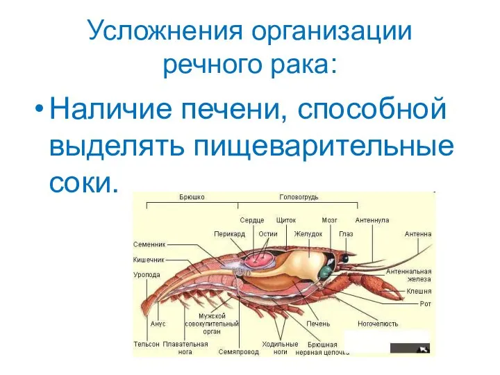 Усложнения организации речного рака: Наличие печени, способной выделять пищеварительные соки.