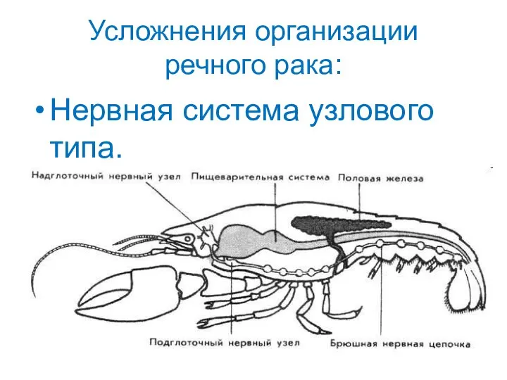 Усложнения организации речного рака: Нервная система узлового типа.