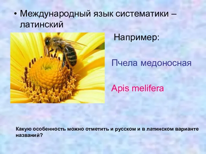 Международный язык систематики – латинский Например: Пчела медоносная Apis melifera Какую