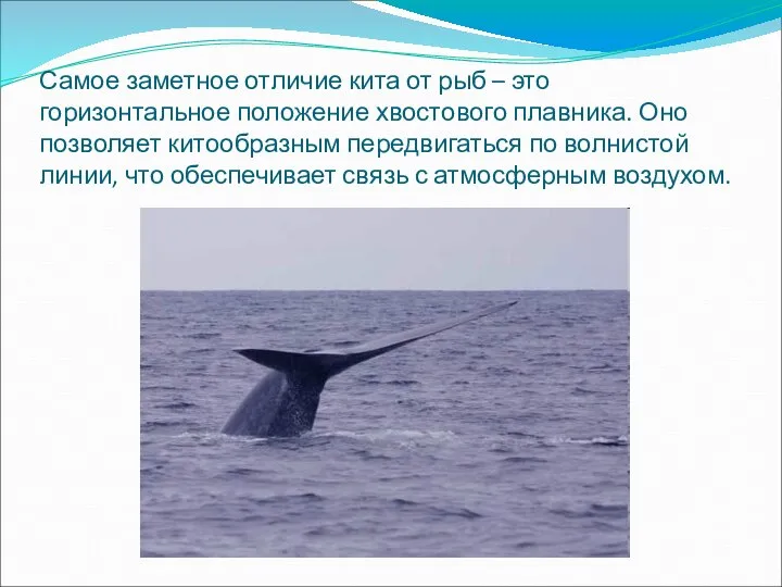 Самое заметное отличие кита от рыб – это горизонтальное положение хвостового