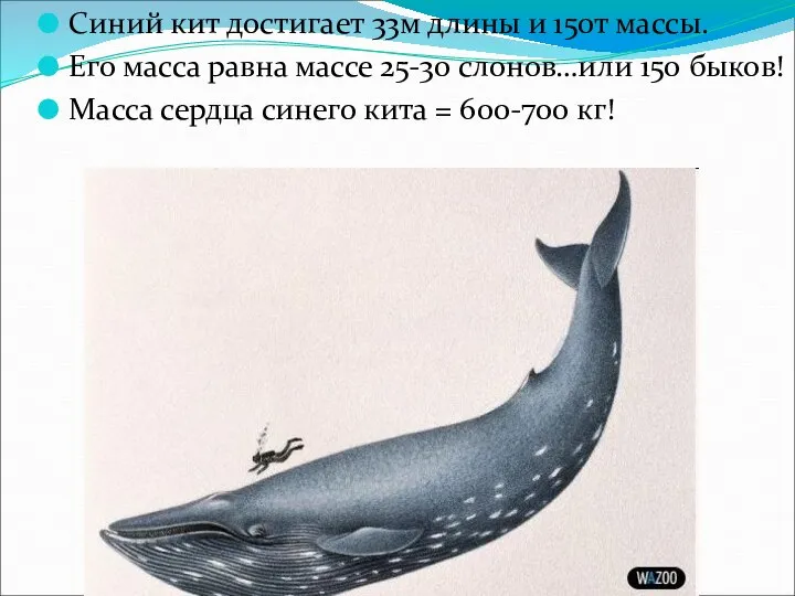 Синий кит достигает 33м длины и 150т массы. Его масса равна