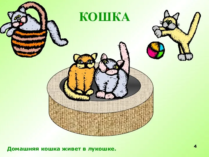 КОШКА Домашняя кошка живет в лукошке.