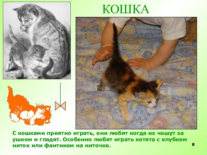 КОШКА С кошками приятно играть, они любят когда их чешут за