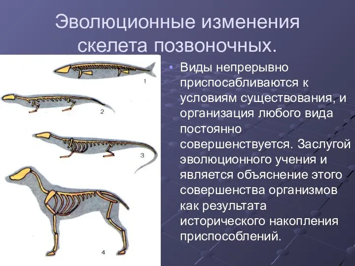 Эволюционные изменения скелета позвоночных. Виды непрерывно приспосабливаются к условиям существования, и