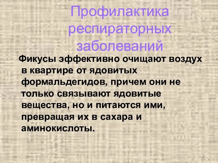 Профилактика респираторных заболеваний Фикусы эффективно очищают воздух в квартире от ядовитых