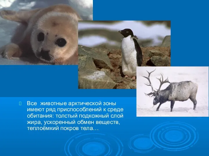 Все животные арктической зоны имеют ряд приспособлений к среде обитания: толстый