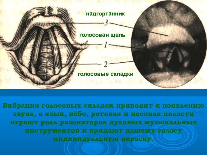 надгортанник голосовая щель голосовые складки Вибрация голосовых складок приводит к появлению