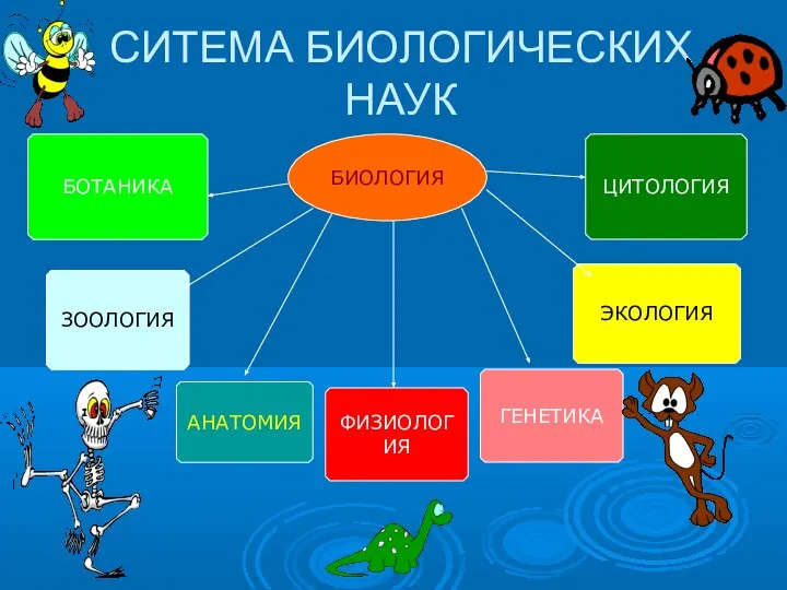 СИТЕМА БИОЛОГИЧЕСКИХ НАУК БИОЛОГИЯ БОТАНИКА ЗООЛОГИЯ АНАТОМИЯ ФИЗИОЛОГИЯ ЦИТОЛОГИЯ ГЕНЕТИКА ЭКОЛОГИЯ