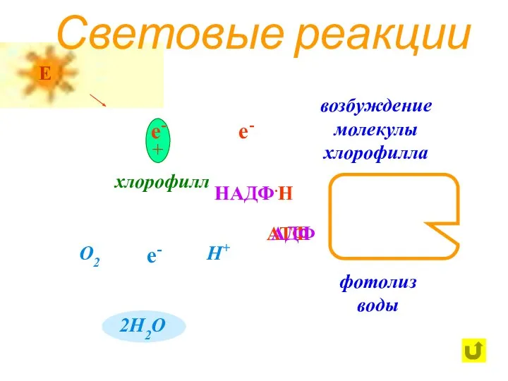 Световые реакции хлорофилл е- О2 е- Н+ возбуждение молекулы хлорофилла фотолиз