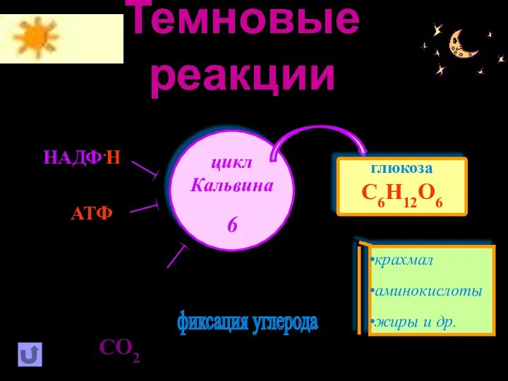 Темновые реакции глюкоза С6Н12О6 СО2 крахмал аминокислоты жиры и др. фиксация углерода