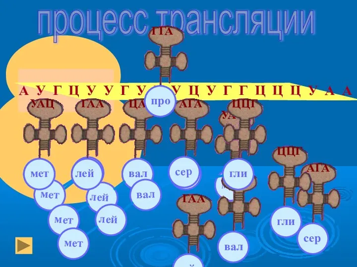 процесс трансляции