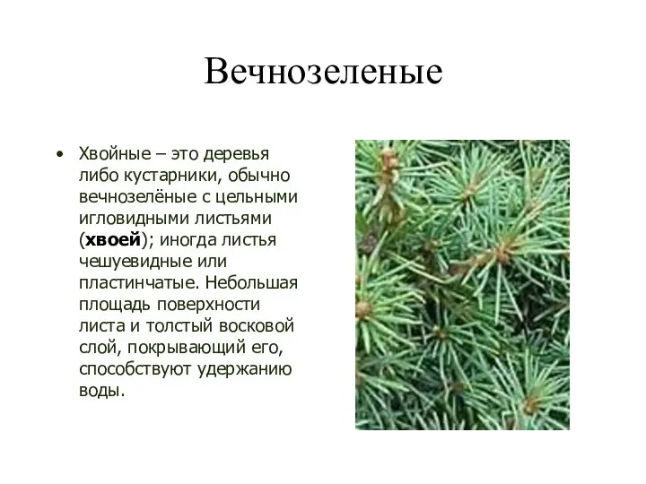 Вечнозеленые Хвойные – это деревья либо кустарники, обычно вечнозелёные с цельными