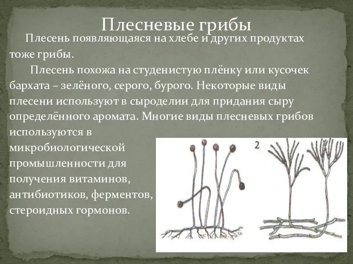 Плесень появляющаяся на хлебе и других продуктах тоже грибы. Плесень похожа