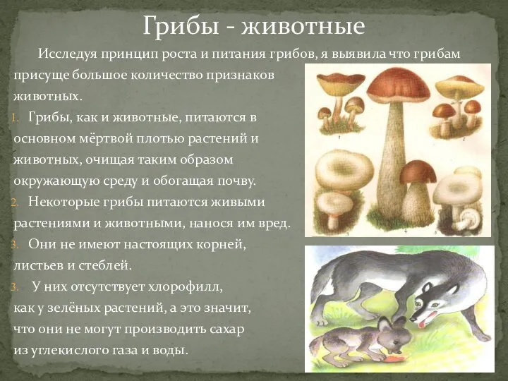 Исследуя принцип роста и питания грибов, я выявила что грибам присуще