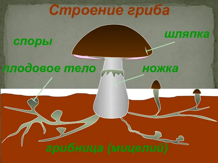 шляпка грибница (мицелий) плодовое тело ножка Строение гриба споры