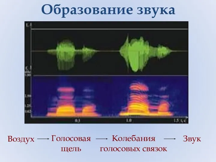 Образование звука Воздух Голосовая щель Колебания голосовых связок Звук