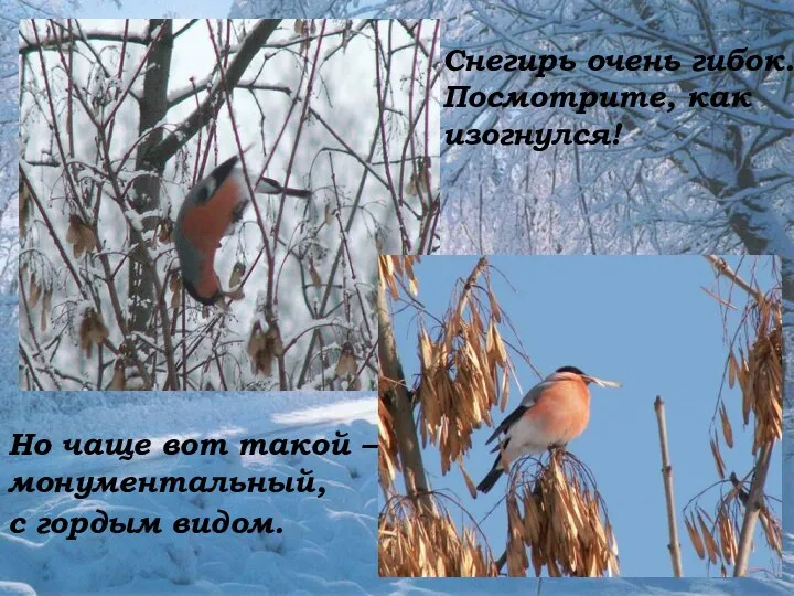 Снегирь очень гибок. Посмотрите, как изогнулся! Но чаще вот такой – монументальный, с гордым видом.