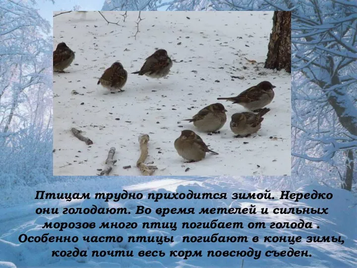 Птицам трудно приходится зимой. Нередко они голодают. Во время метелей и