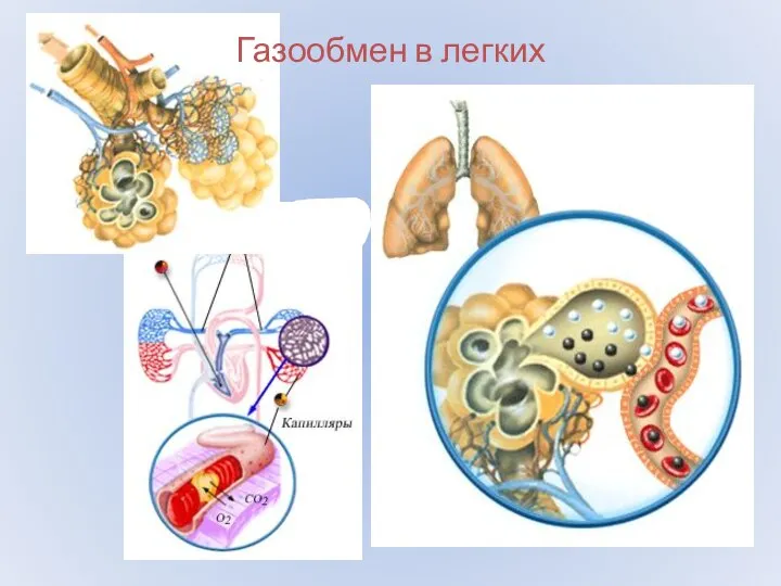 Газообмен в легких