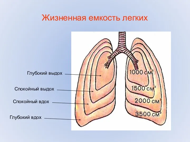 Жизненная емкость легких Глубокий выдох Спокойный выдох Спокойный вдох Глубокий вдох