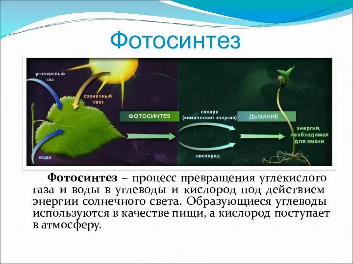 Фотосинтез Фотосинтез – процесс превращения углекислого газа и воды в углеводы