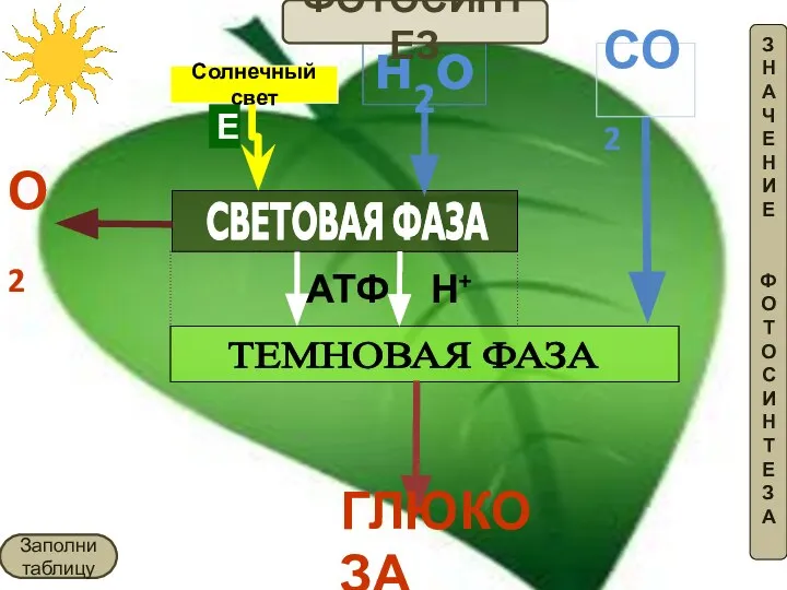 Солнечный свет Е н2о АТФ Н+ СВЕТОВАЯ ФАЗА ТЕМНОВАЯ ФАЗА О2