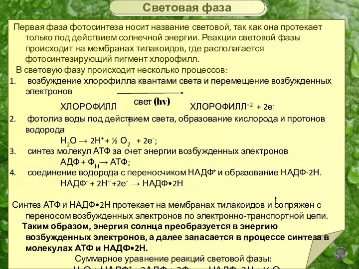 Первая фаза фотосинтеза носит название световой, так как она протекает только