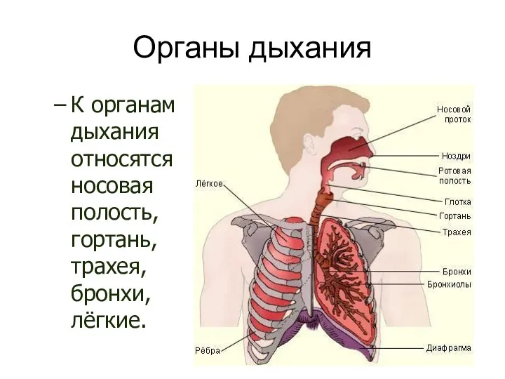 Органы дыхания К органам дыхания относятся носовая полость, гортань, трахея, бронхи, лёгкие.