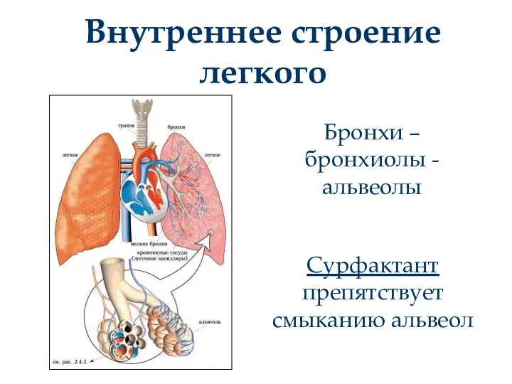 Внутреннее строение легкого Бронхи – бронхиолы - альвеолы Сурфактант препятствует смыканию альвеол