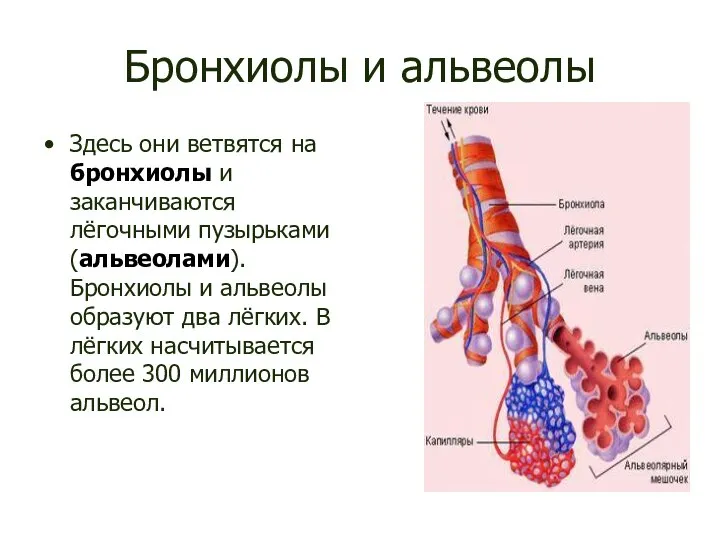 Бронхиолы и альвеолы Здесь они ветвятся на бронхиолы и заканчиваются лёгочными