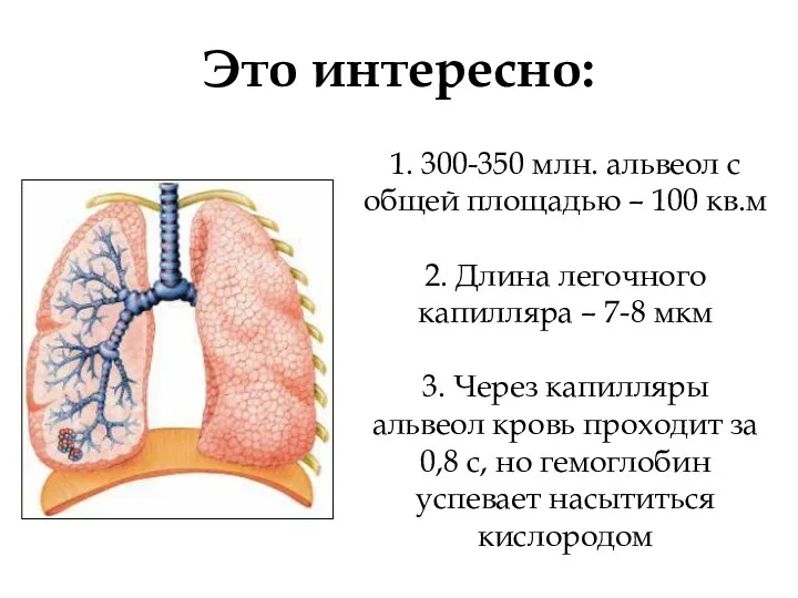 1. 300-350 млн. альвеол с общей площадью – 100 кв.м 2.