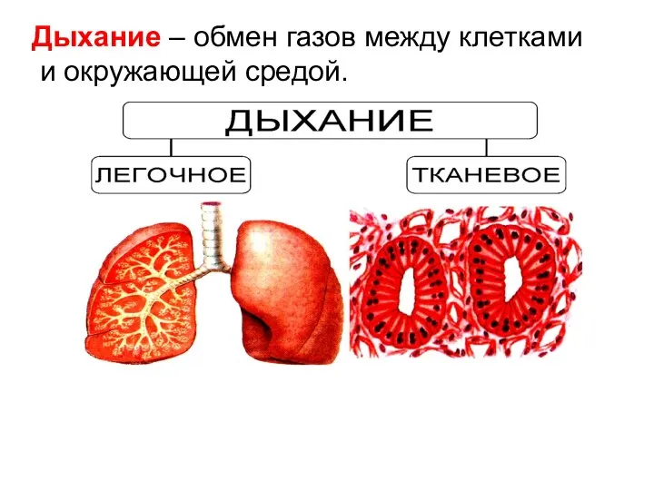 Дыхание – обмен газов между клетками и окружающей средой.