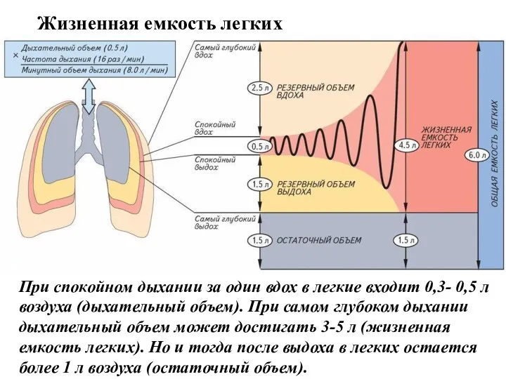 При спокойном дыхании за один вдох в легкие входит 0,3- 0,5