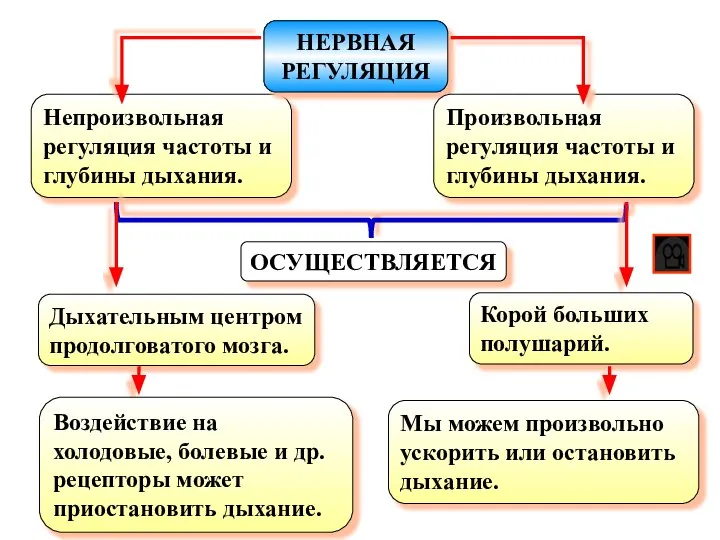 Непроизвольная регуляция частоты и глубины дыхания. ОСУЩЕСТВЛЯЕТСЯ НЕРВНАЯ РЕГУЛЯЦИЯ Произвольная регуляция