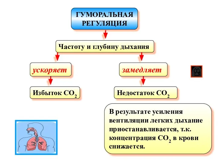 ГУМОРАЛЬНАЯ РЕГУЛЯЦИЯ Частоту и глубину дыхания ускоряет Избыток CO2 замедляет Недостаток