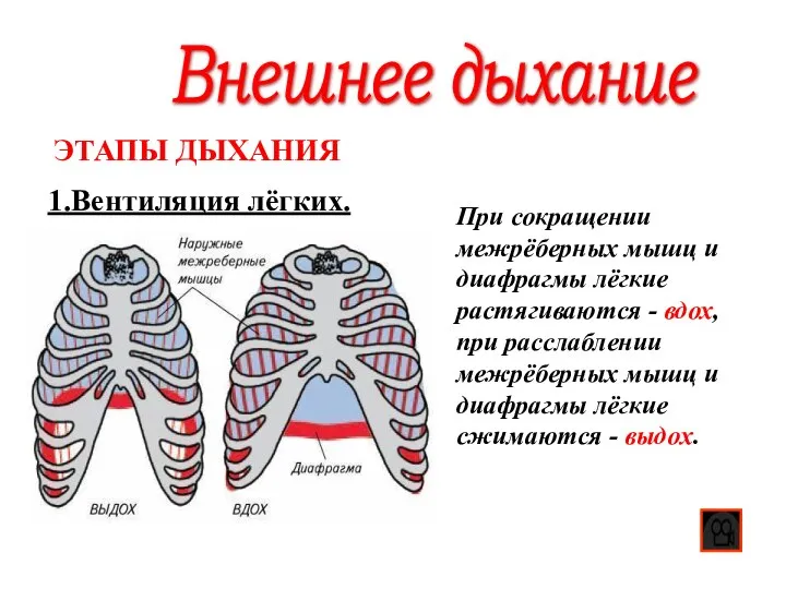 Внешнее дыхание 1.Вентиляция лёгких. ЭТАПЫ ДЫХАНИЯ При сокращении межрёберных мышц и