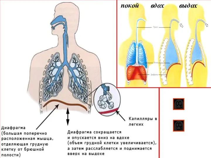 покой вдох выдох