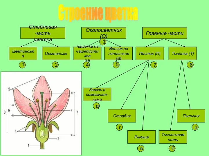 Строение цветка Стеблевая часть цветка Околоцветник (О) Главные части Цветоножка Цветоложе