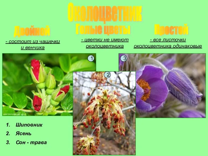 Околоцветник Двойной Простой Голые цветы - состоит из чашечки и венчика