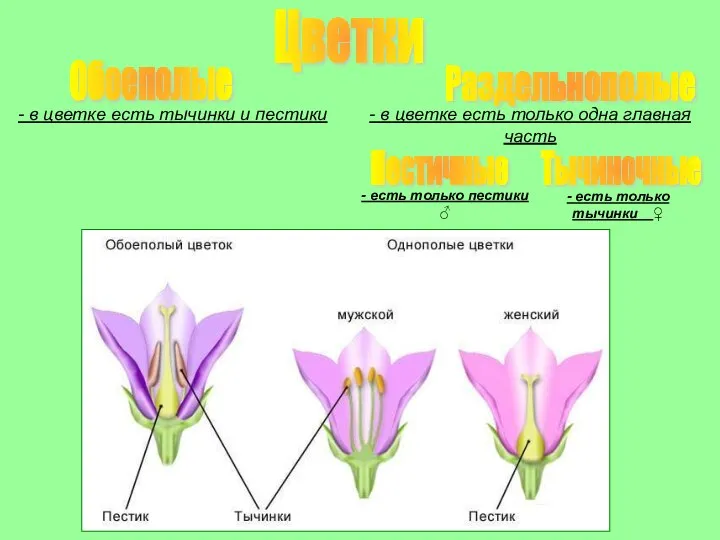 Цветки Обоеполые Раздельнополые - в цветке есть тычинки и пестики -