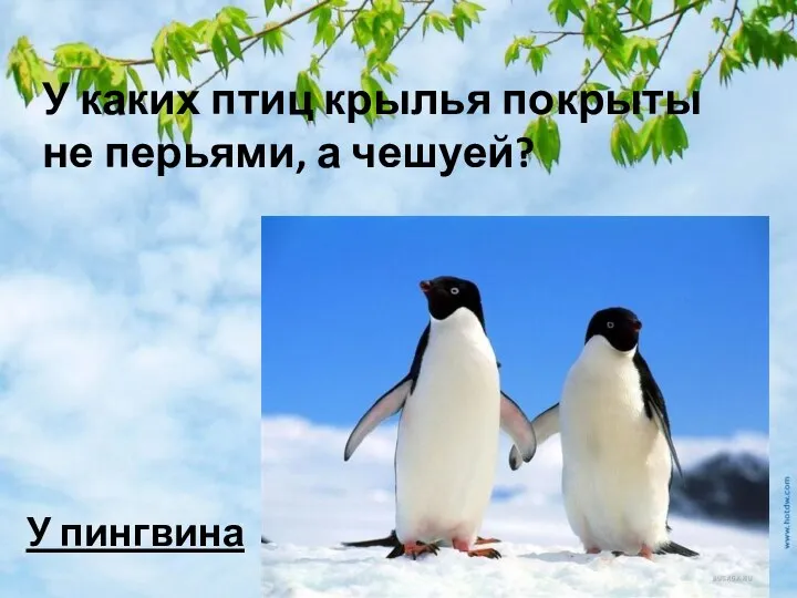 У каких птиц крылья покрыты не перьями, а чешуей? У пингвина